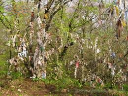 Як народ любить халяву - навіть у вигляді гіпотетичних виконувань бажань!