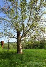 У занедбаному парку Бобівців все ще росте суничне дерево ("безсоромниця")