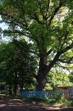 Багатовіковий дуб в Седневі