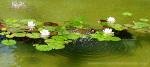 Лілії в фонтані
